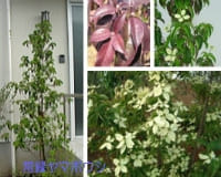 常緑ヤマボウシ