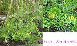 ヒペリカム・ガイオイデス