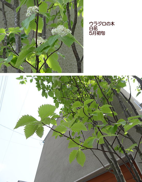 ヨーロッパの石畳みを再現